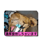 犬社長なめこです（個別スタンプ：13）