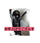 犬社長なめこです（個別スタンプ：15）