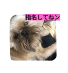 犬社長なめこです（個別スタンプ：16）