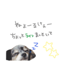 こんにちわわっくす（個別スタンプ：3）