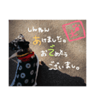こんにちわわっくす（個別スタンプ：5）