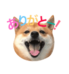 豆柴にこちゃん2（毎日使う言葉たち）（個別スタンプ：2）