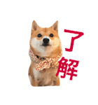 豆柴にこちゃん2（毎日使う言葉たち）（個別スタンプ：5）