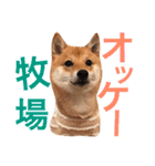 豆柴にこちゃん2（毎日使う言葉たち）（個別スタンプ：6）