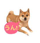 豆柴にこちゃん2（毎日使う言葉たち）（個別スタンプ：8）