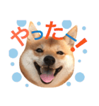 豆柴にこちゃん2（毎日使う言葉たち）（個別スタンプ：11）