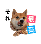 豆柴にこちゃん2（毎日使う言葉たち）（個別スタンプ：12）