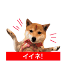 豆柴にこちゃん2（毎日使う言葉たち）（個別スタンプ：15）