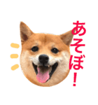 豆柴にこちゃん2（毎日使う言葉たち）（個別スタンプ：19）