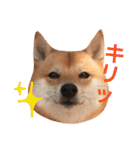 豆柴にこちゃん2（毎日使う言葉たち）（個別スタンプ：29）
