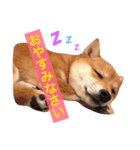 豆柴にこちゃん2（毎日使う言葉たち）（個別スタンプ：31）