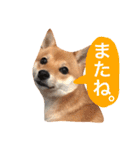 豆柴にこちゃん2（毎日使う言葉たち）（個別スタンプ：32）