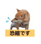 豆柴にこちゃん2（毎日使う言葉たち）（個別スタンプ：35）