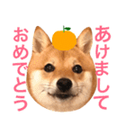 豆柴にこちゃん2（毎日使う言葉たち）（個別スタンプ：39）