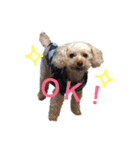 go go POKOTA 2（個別スタンプ：1）