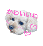 go go POKOTA 2（個別スタンプ：7）