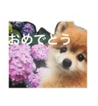 ポメラニアン鈴木ぽむの写真スタンプ2（個別スタンプ：3）