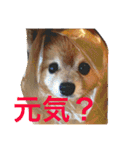 ポメラニアン鈴木ぽむの写真スタンプ2（個別スタンプ：4）