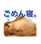 ポメラニアン鈴木ぽむの写真スタンプ2（個別スタンプ：5）
