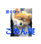 ポメラニアン鈴木ぽむの写真スタンプ2（個別スタンプ：6）