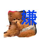 ポメラニアン鈴木ぽむの写真スタンプ2（個別スタンプ：9）