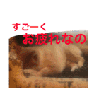 ポメラニアン鈴木ぽむの写真スタンプ2（個別スタンプ：10）