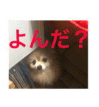 ポメラニアン鈴木ぽむの写真スタンプ2（個別スタンプ：13）