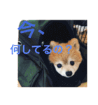 ポメラニアン鈴木ぽむの写真スタンプ2（個別スタンプ：14）