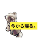ポメラニアン鈴木ぽむの写真スタンプ2（個別スタンプ：16）