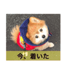 ポメラニアン鈴木ぽむの写真スタンプ2（個別スタンプ：18）