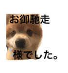 ポメラニアン鈴木ぽむの写真スタンプ2（個別スタンプ：22）