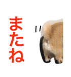 ポメラニアン鈴木ぽむの写真スタンプ2（個別スタンプ：24）