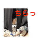 ポメラニアン鈴木ぽむの写真スタンプ2（個別スタンプ：28）