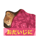ポメラニアン鈴木ぽむの写真スタンプ2（個別スタンプ：30）