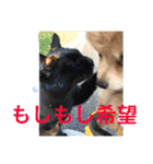 ポメラニアン鈴木ぽむの写真スタンプ2（個別スタンプ：35）