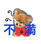 ポメラニアン鈴木ぽむの写真スタンプ2（個別スタンプ：37）