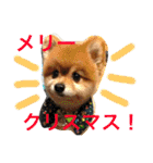 ポメラニアン鈴木ぽむの写真スタンプ2（個別スタンプ：38）