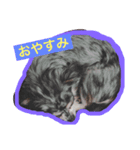 wanko-days1（個別スタンプ：1）