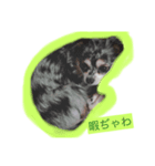 wanko-days1（個別スタンプ：3）