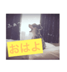 wanko-days1（個別スタンプ：4）
