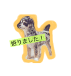 wanko-days1（個別スタンプ：5）