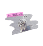 wanko-days1（個別スタンプ：6）