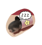 ミーのハム（個別スタンプ：12）