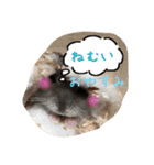 ミーのハム（個別スタンプ：13）
