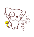 片眉！白いチワワンのお仲間と使うスタンプ（個別スタンプ：14）