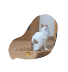 寝顔（個別スタンプ：4）