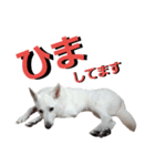 ウエスティ＆Wシェパード（個別スタンプ：11）