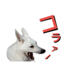 ウエスティ＆Wシェパード（個別スタンプ：13）