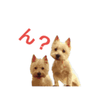 ウエスティ＆Wシェパード（個別スタンプ：14）