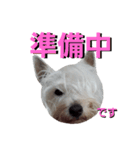 ウエスティ＆Wシェパード（個別スタンプ：17）